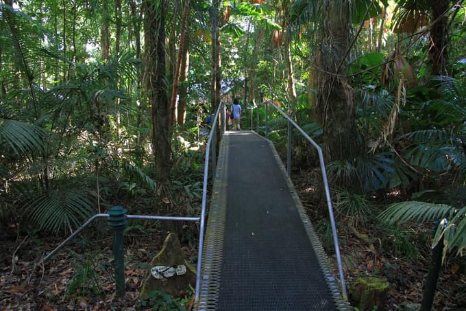 Daintree National Park Tour