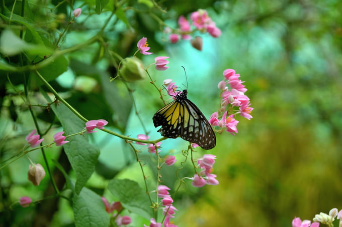 Kuala Lumpur Butterfly Park