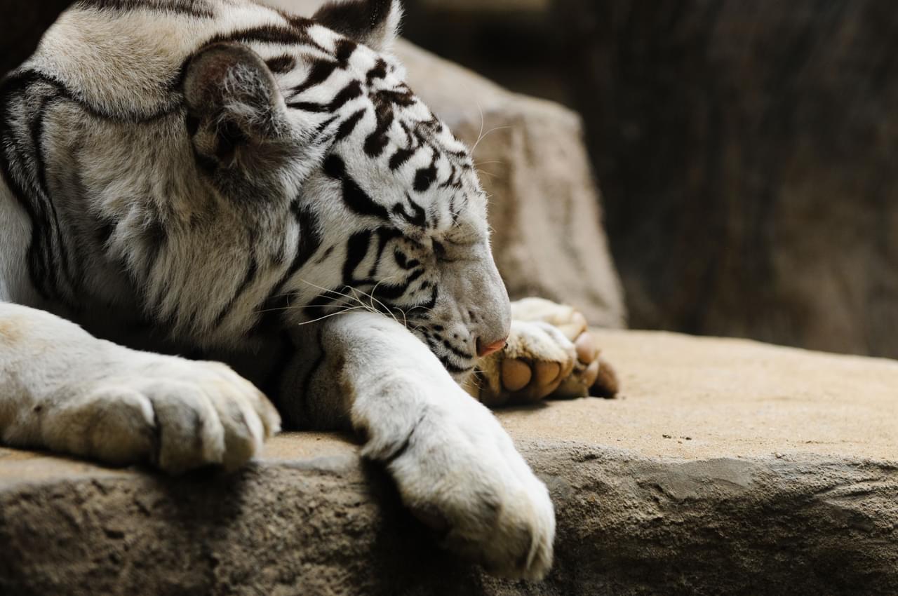 Big Cats in Night Safari Singapore