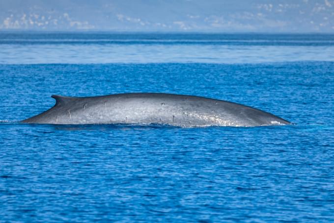 fin whale.jpg