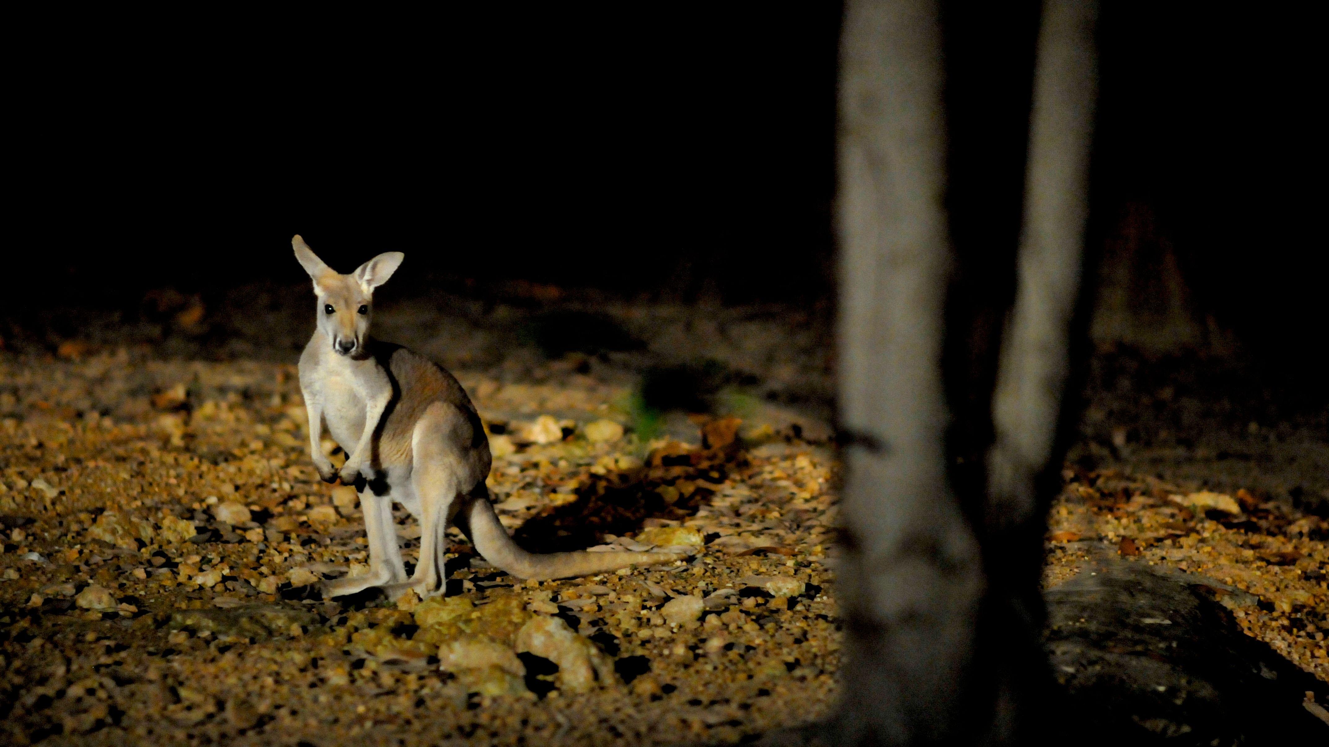 Night Safari