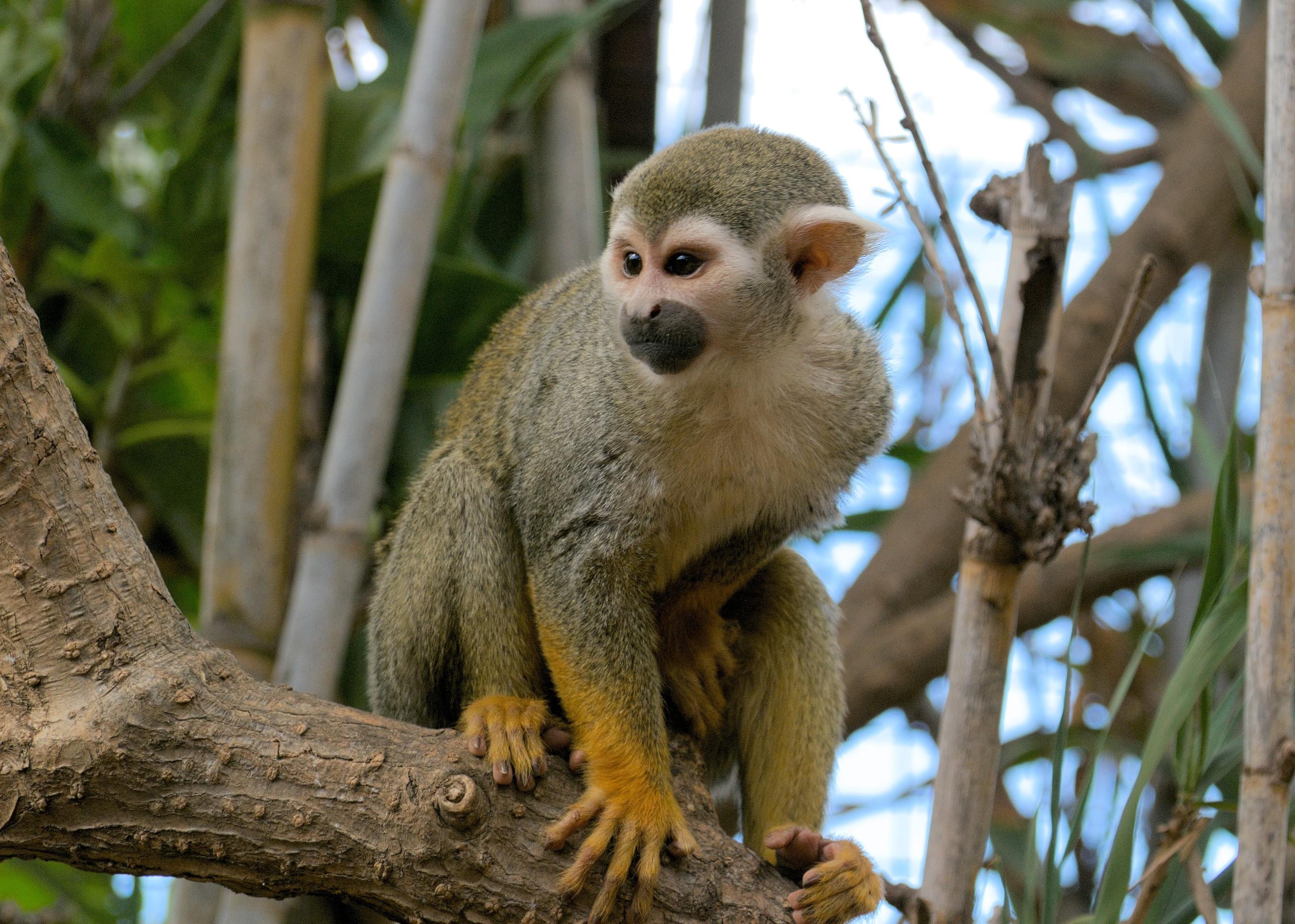 Tenerife Zoo Monkey Park Overview