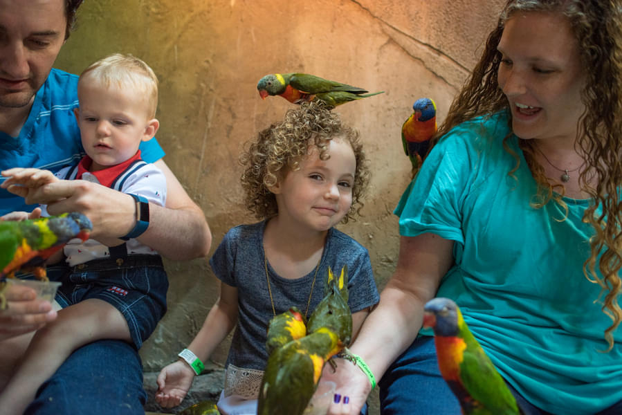 Interact with the birds while visiting the aviary
