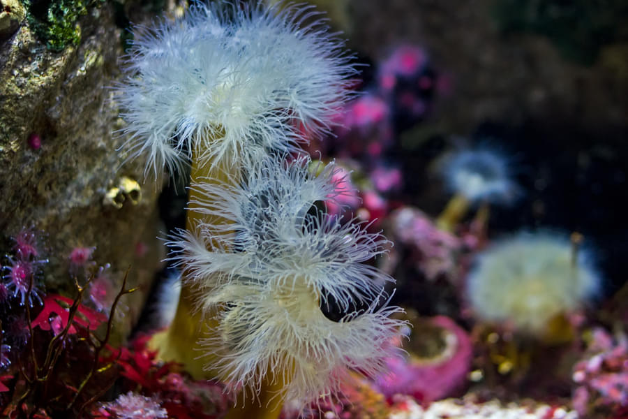 Plumose Anemone on the sea floor