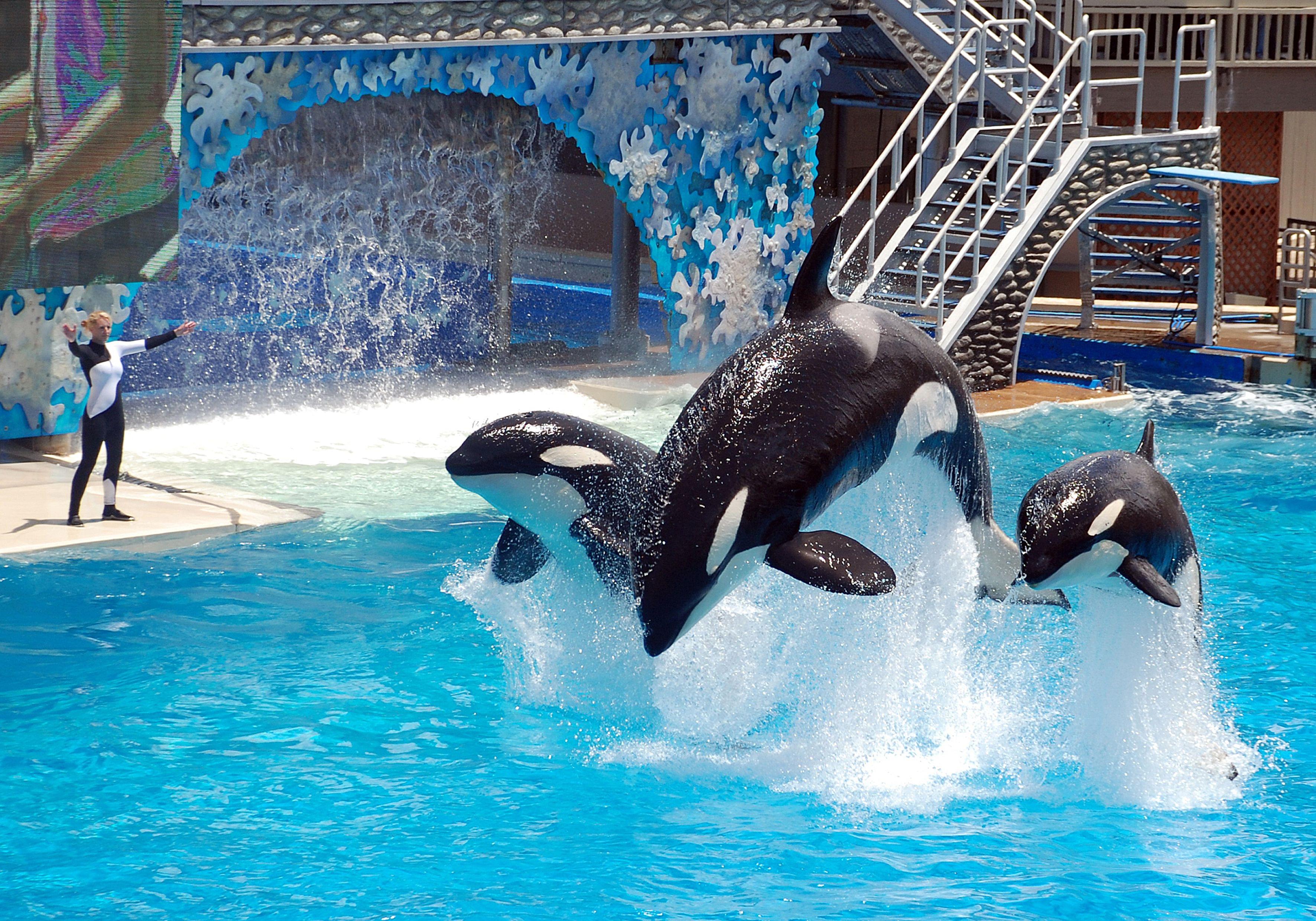 Seaworld San Diego Discount