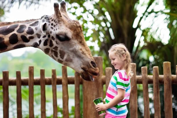 Giraffe Feeding