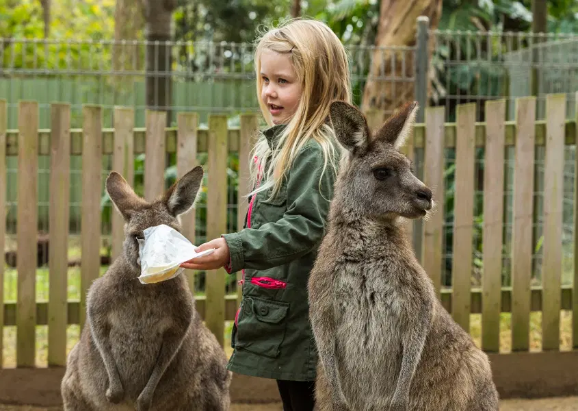 Koala Park Sanctuary Sydney Admission Image