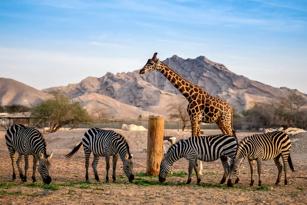 Observe various animals in their natural habitat