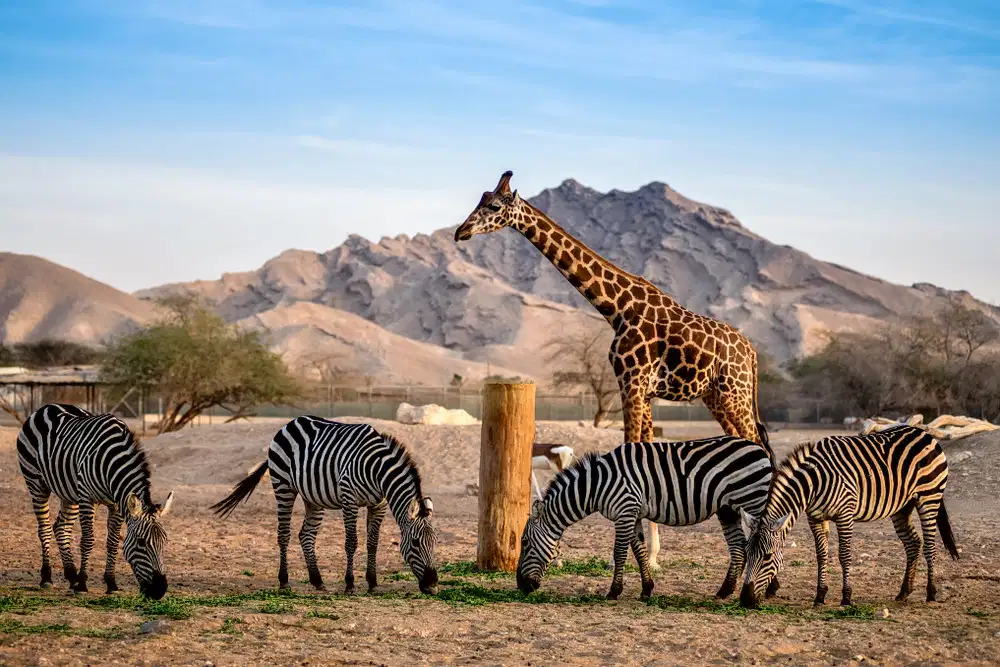Emirates Park Zoo Tickets