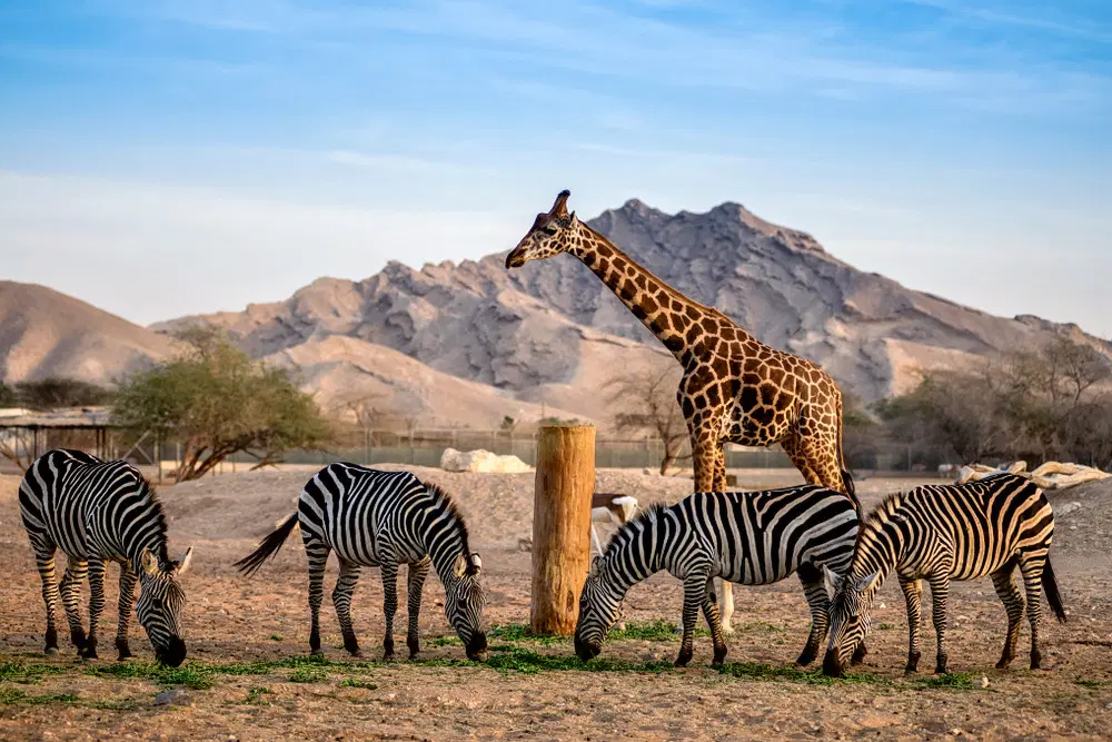 Observe various animals in their natural habitat
