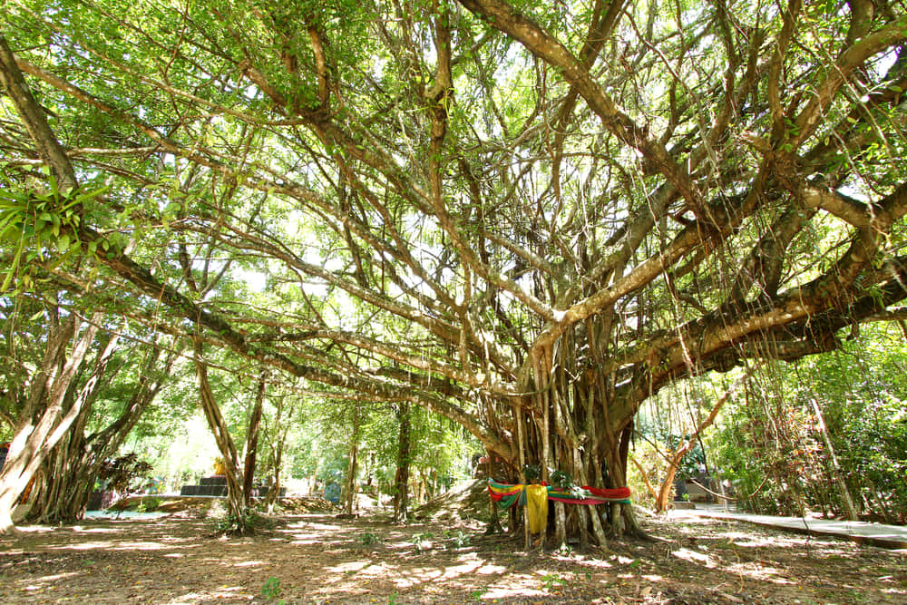 Haunted Stories of the Dodda Alada Mara