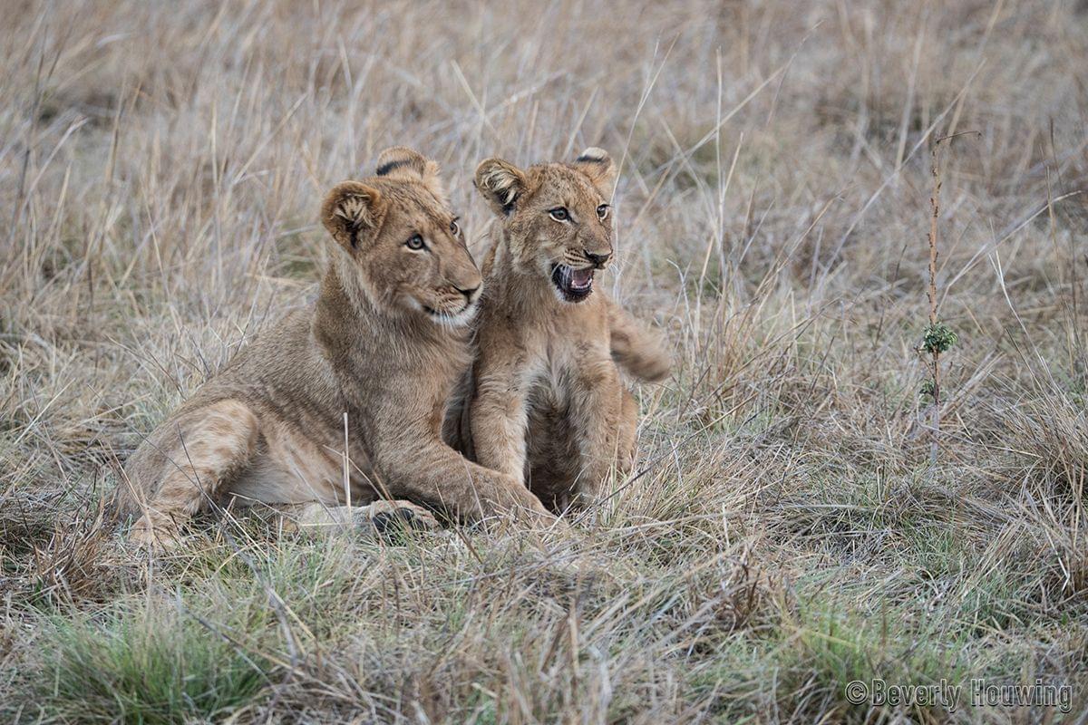 Kafue National Park Safari