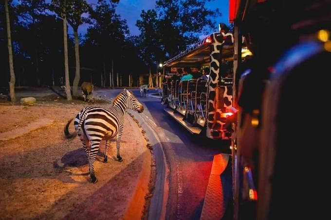 Chiang Mai Night Safari