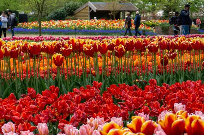 Keukenhof Garden Photos