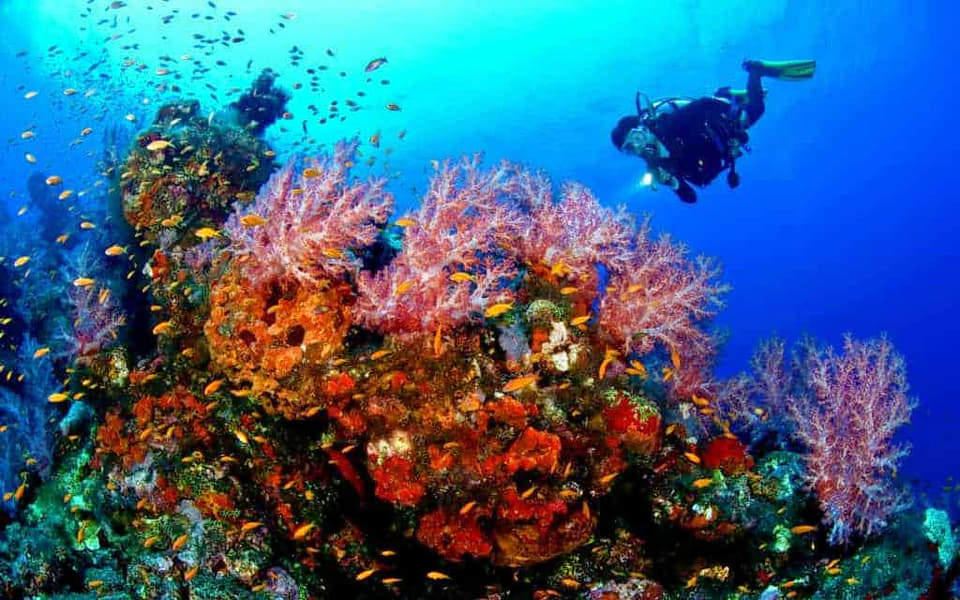Scuba Diving In Alibaug Image