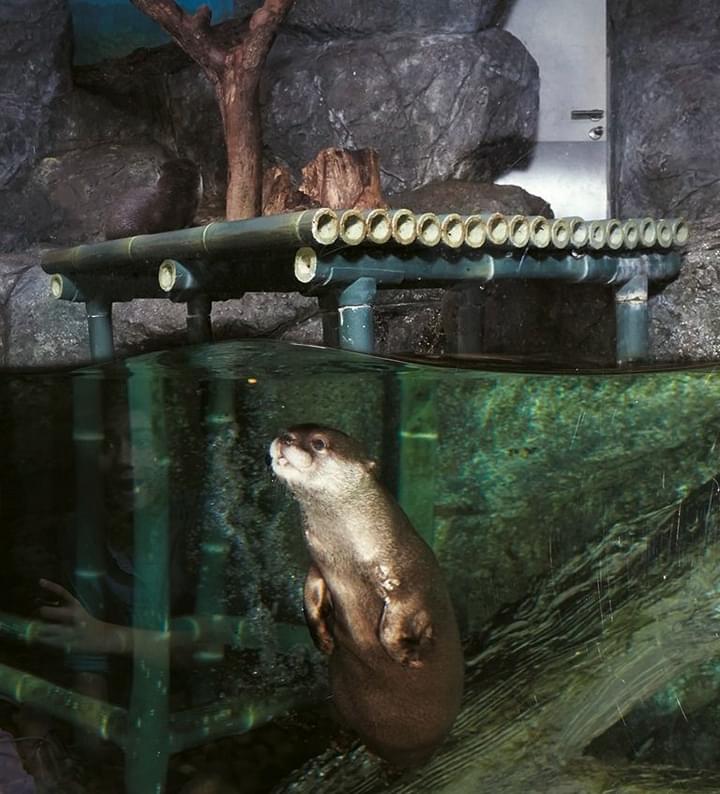 Otter feeding.jpg