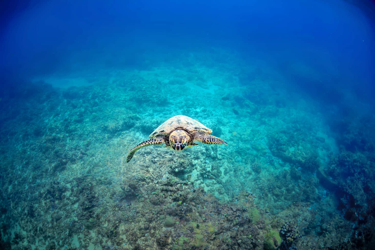 Maui Ocean Centre, <em>Hawaii</em>
