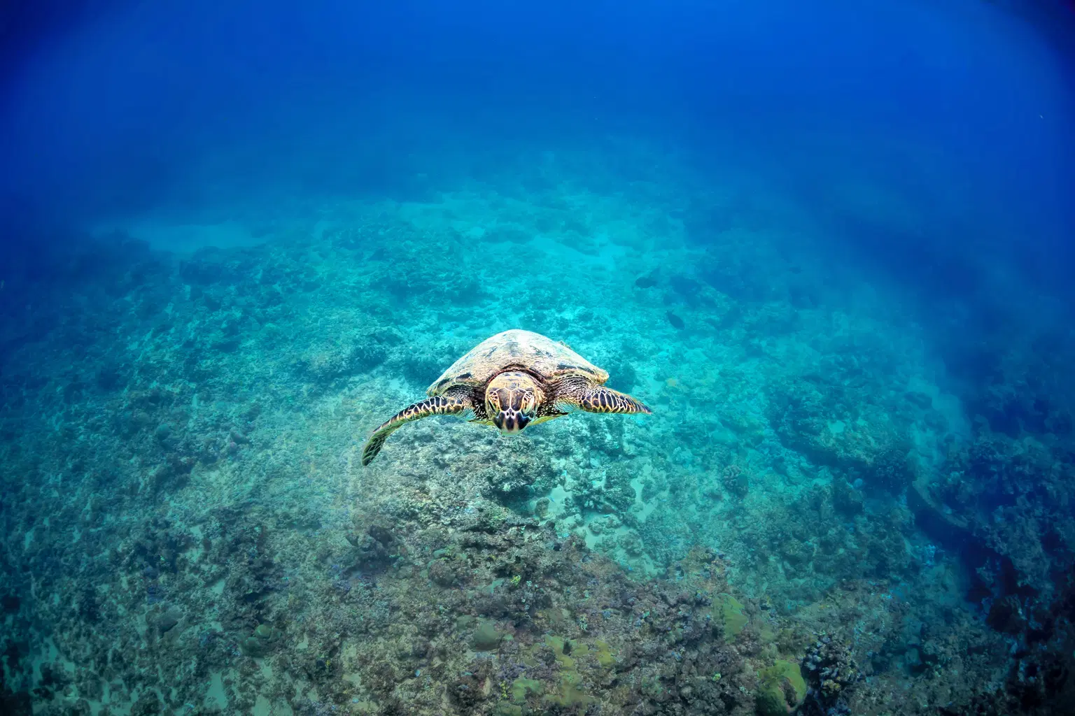 Maui Ocean Centre
