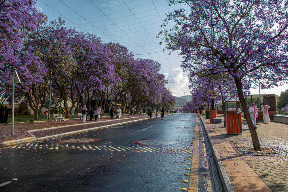 The Art Street Abha, <em>Abha</em>