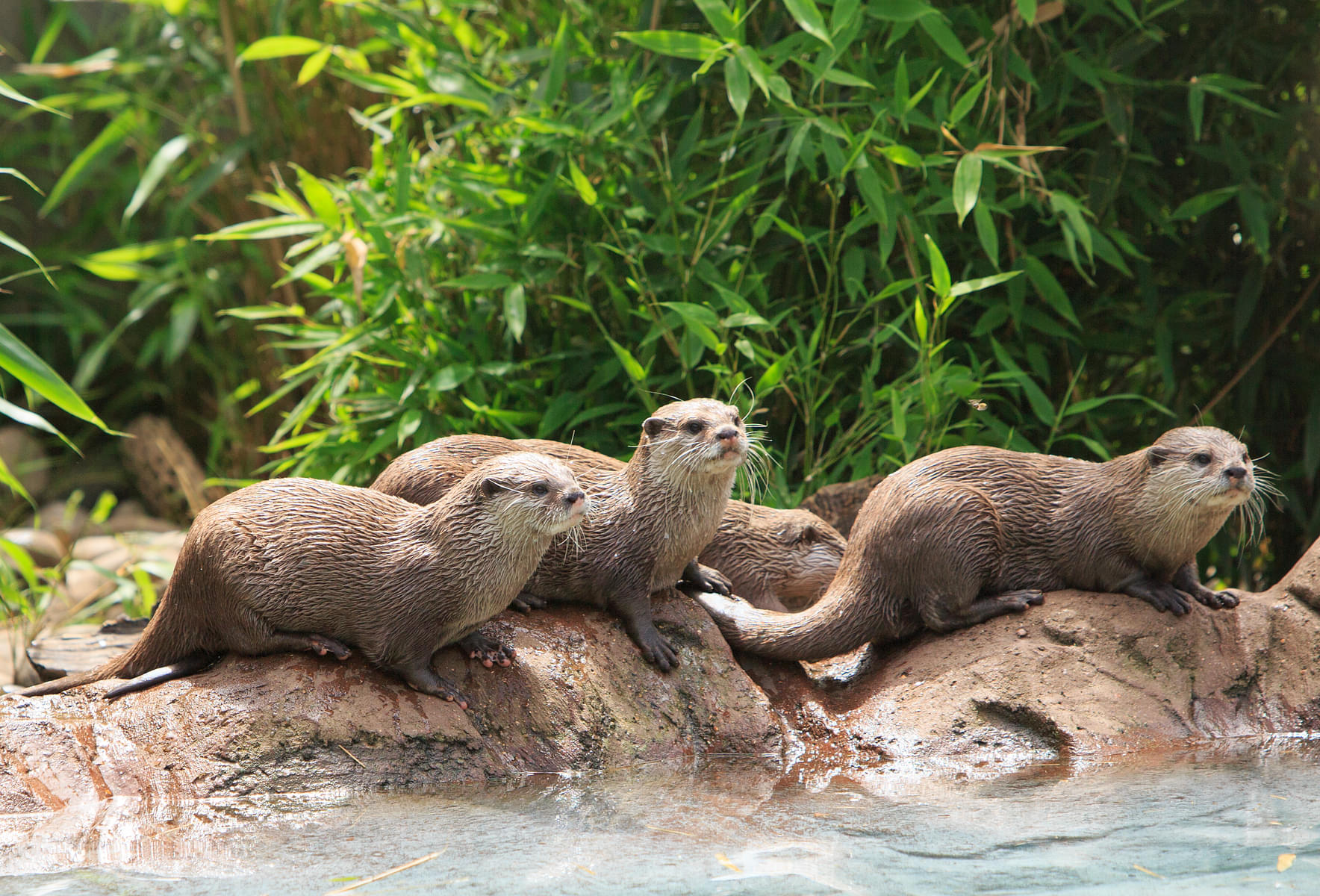 Witness the cuteness of the otters