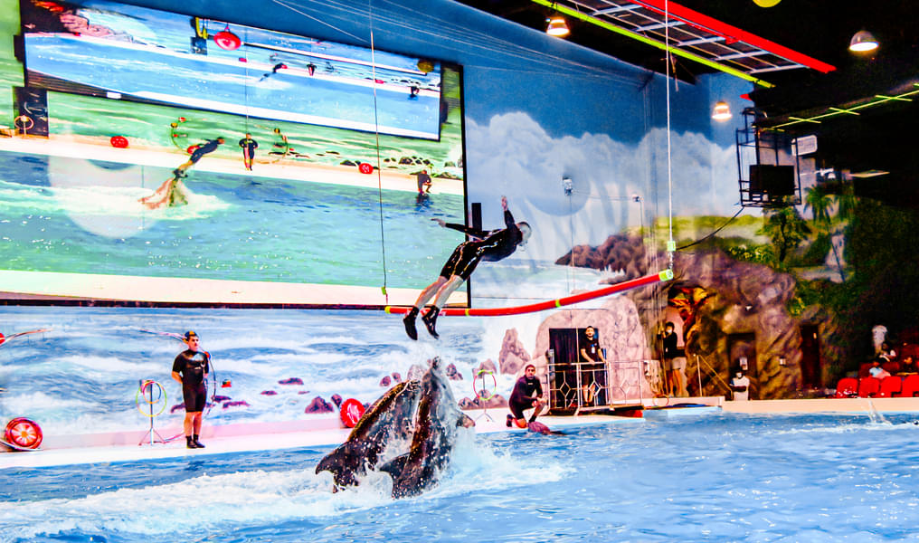 Watch in wonder as the dolphins perform incredible acrobatics with the trainers