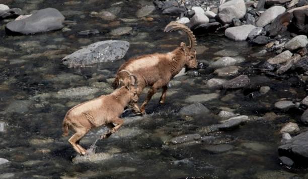 Himalayan Zoological Park