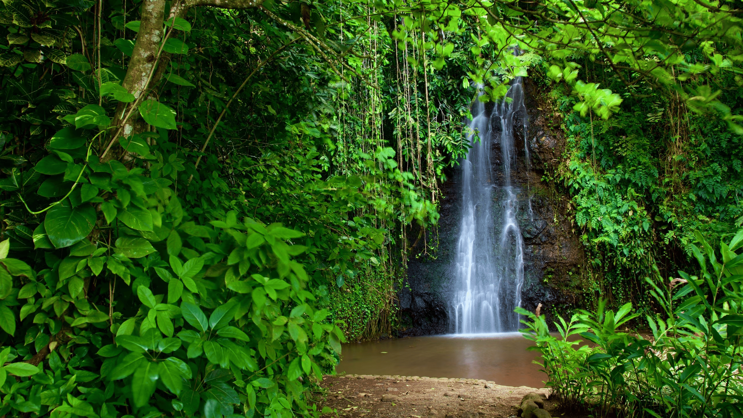 Water Gardens Vaipahi, French Polynesia Overview