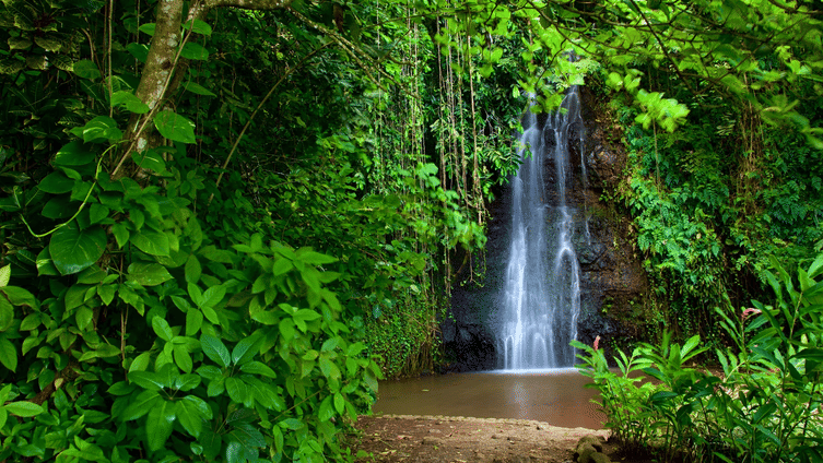 Water Gardens Vaipahi