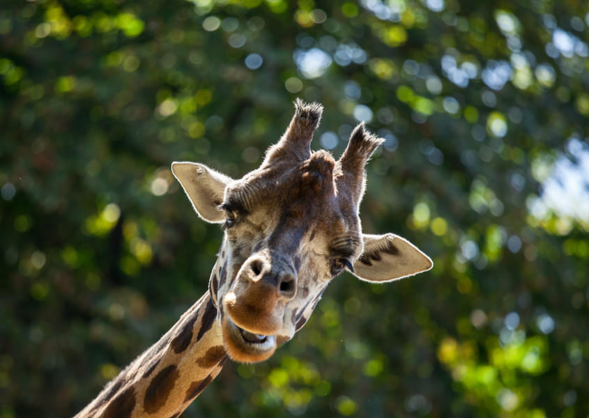 Marvel at the towering Giraffes of the zoo