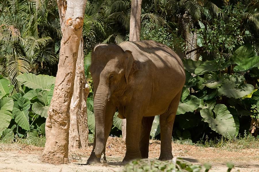 Bannerghatta National Park Safari Image