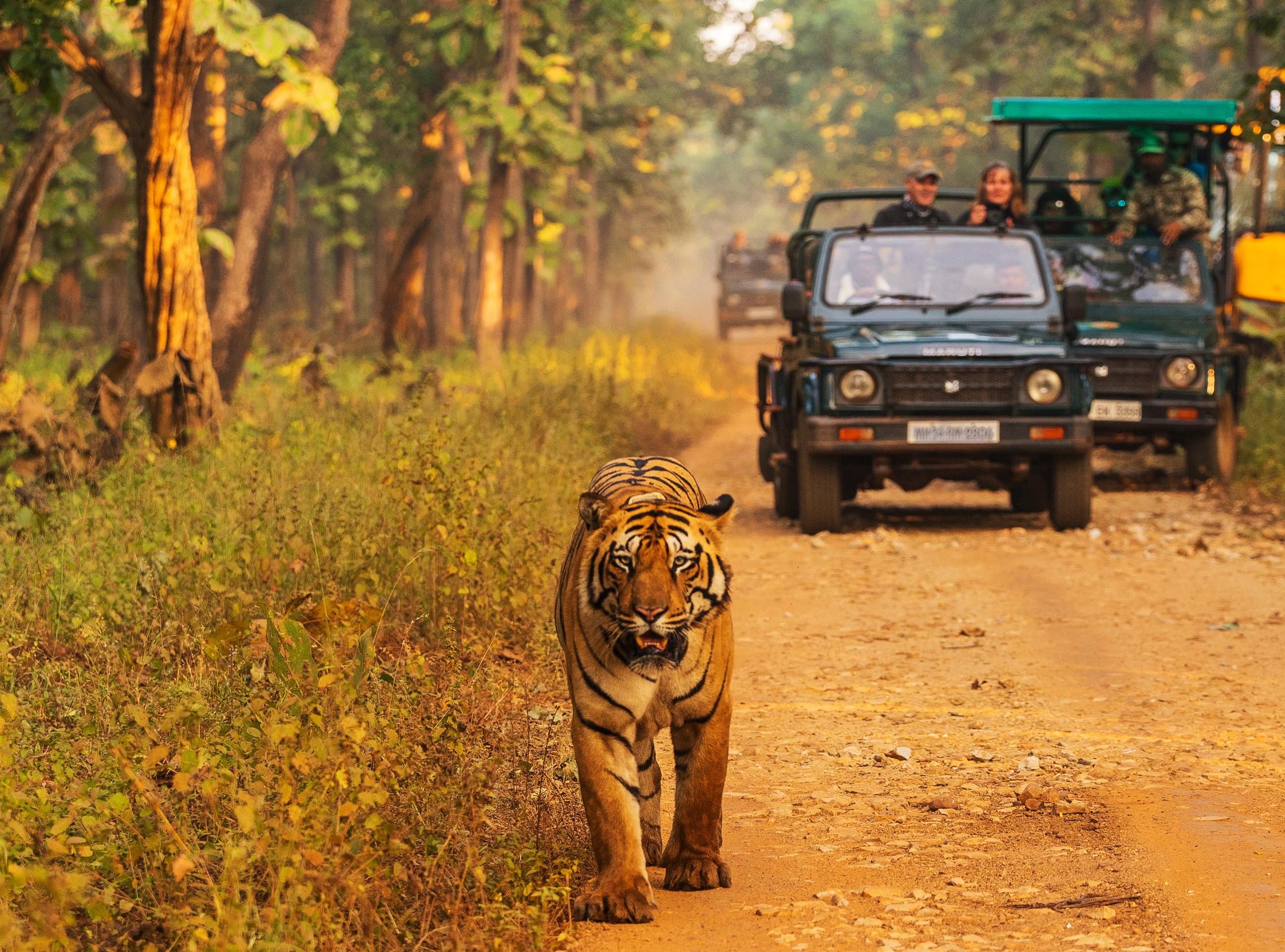 The majestic Bengal Tigers at Jim Corbett National Park