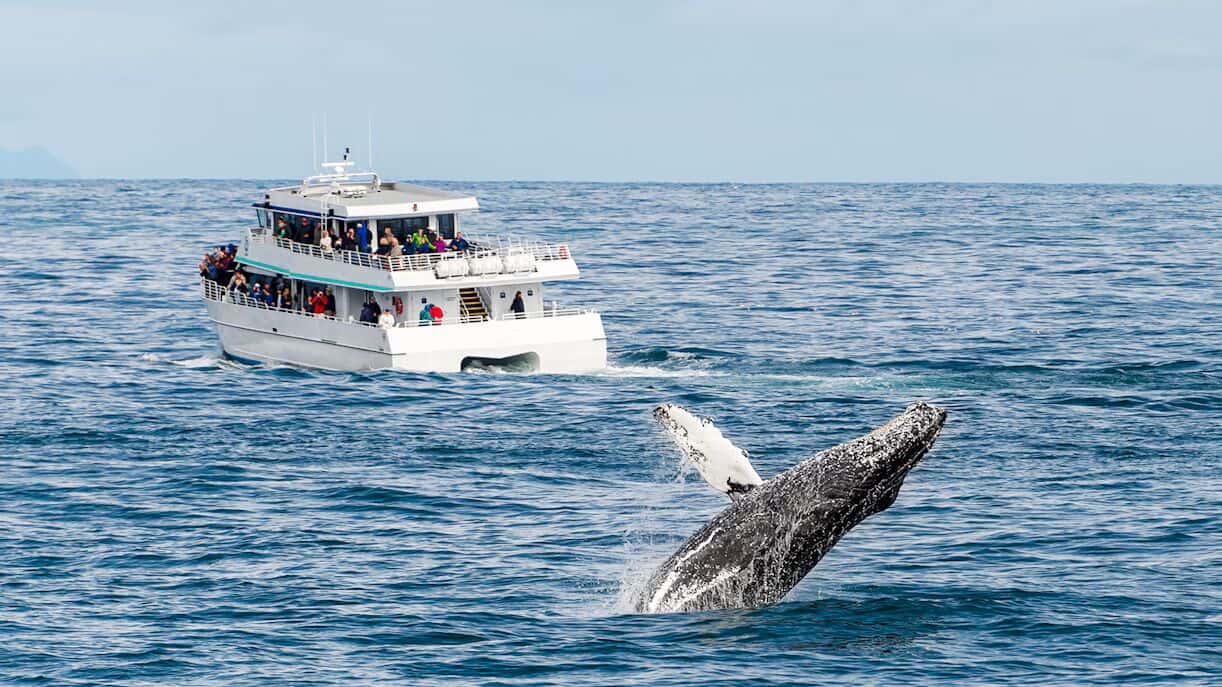 Boston Whale Watching Cruise by New England Aquarium