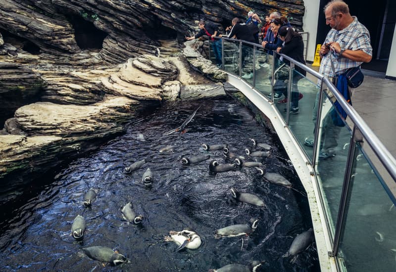 Lisbon Oceanarium Tickets Book Now Get Upto 35% Off