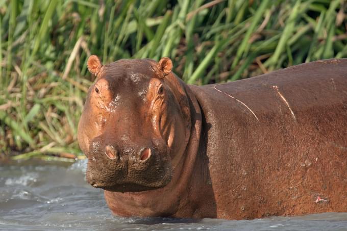 Common Hippopotamus