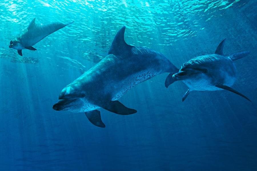 Dolphin Experiences