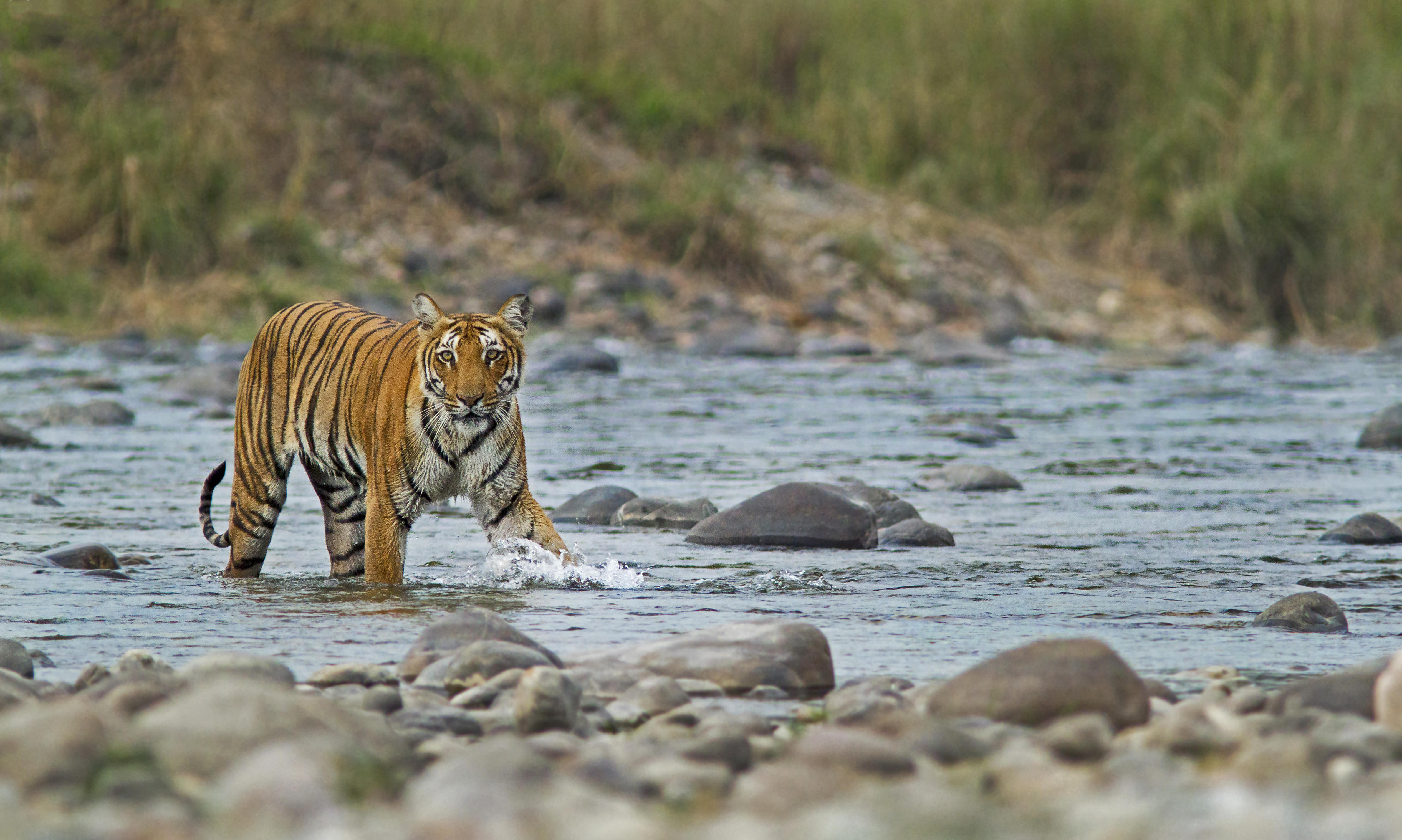 Bengal Tiger Crossing a river in Jim Corbett National Park