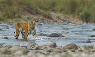 Bengal Tiger Crossing a river in Jim Corbett National Park