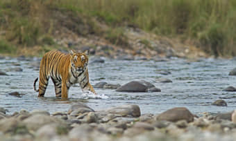 Bengal Tiger Crossing a river in Jim Corbett National Park
