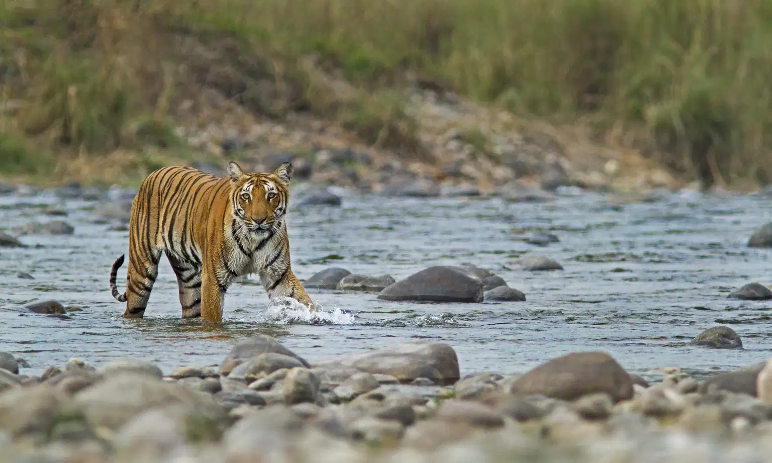 Jim Corbett Safari Package