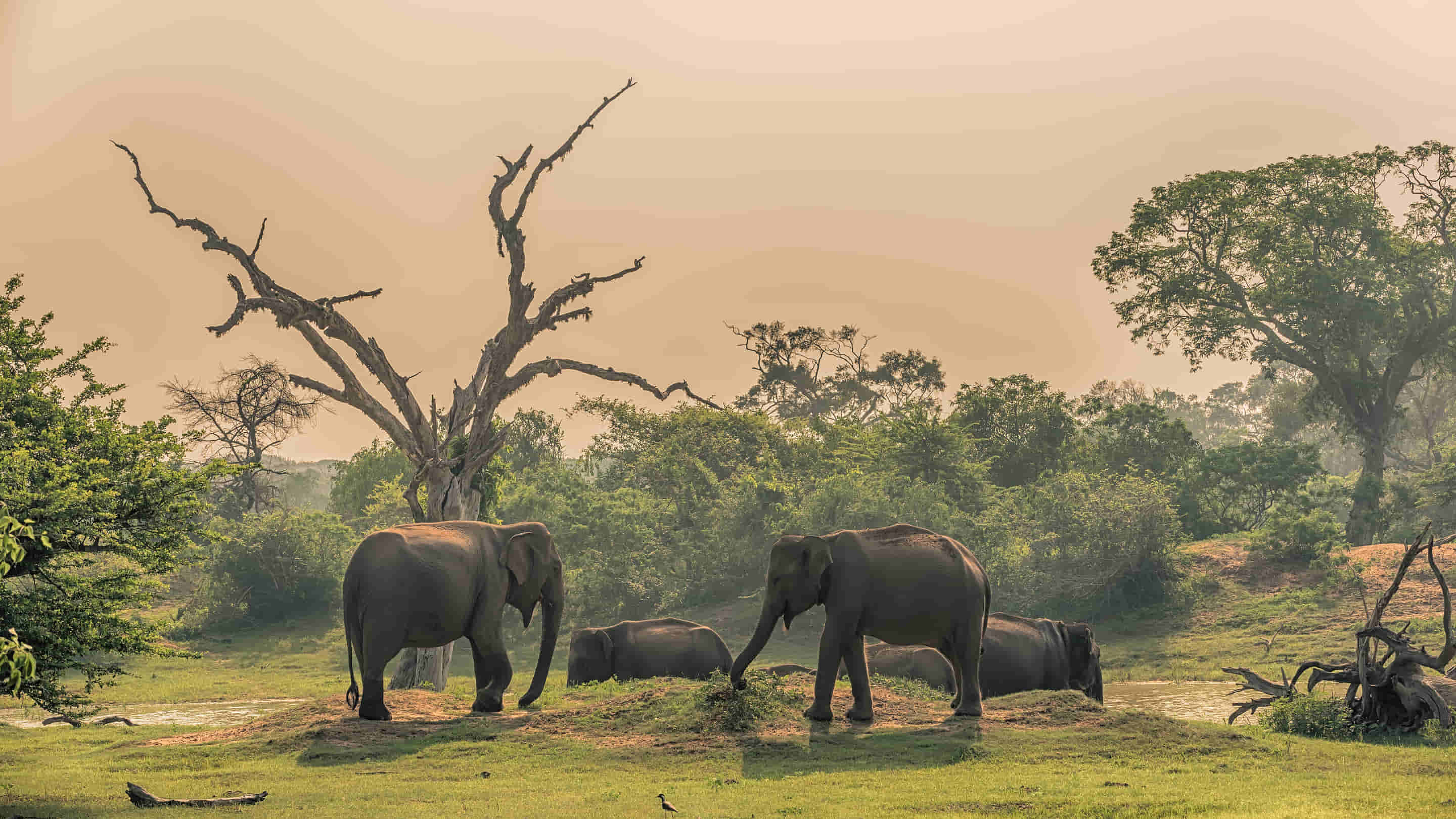 Yala Tour Packages