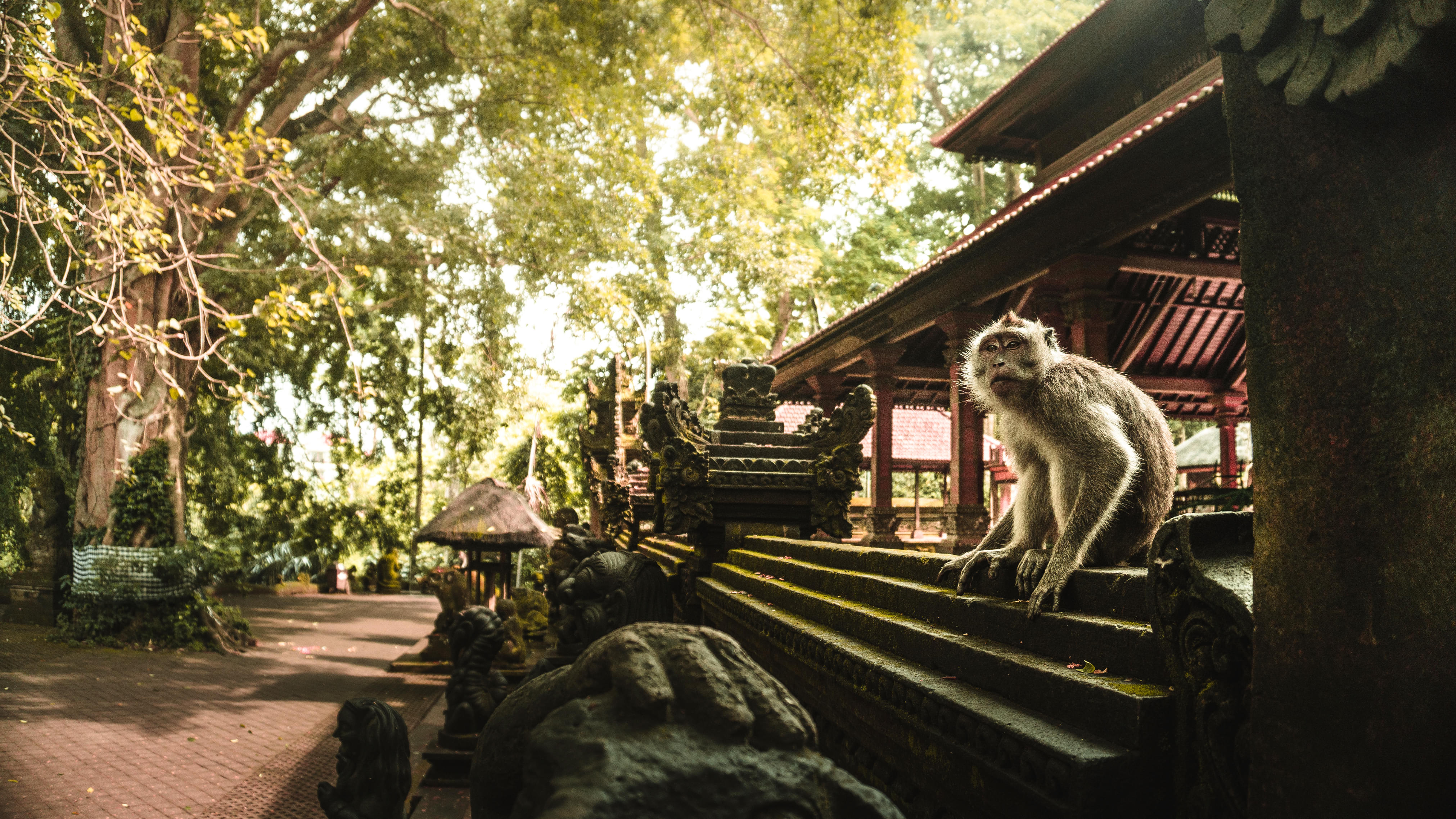  Ubud Monkey Forest