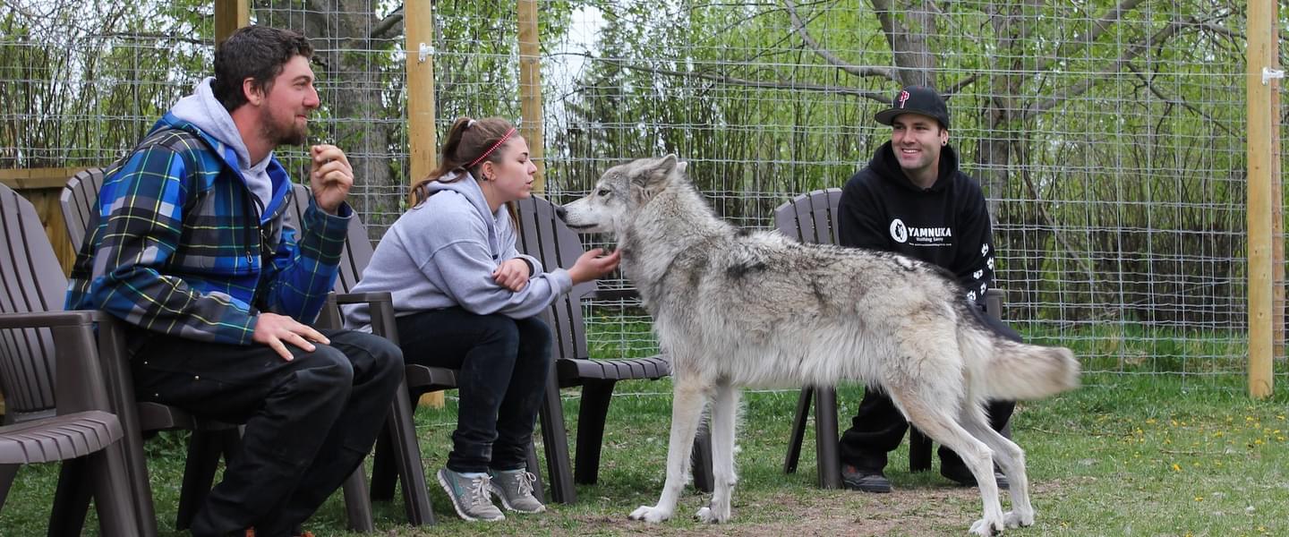 Yamnuska Wolfdog Sanctuary  Image