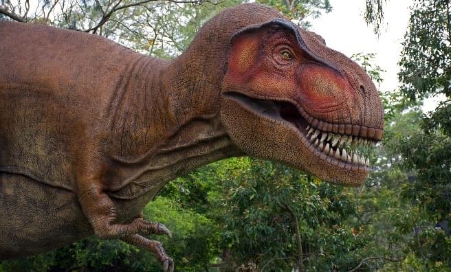 See the terrifying T-Rex at the dinosaur exhibition