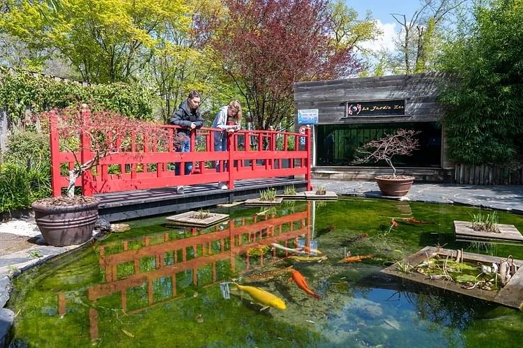 See a collection of vibrant fishes at the outside pond