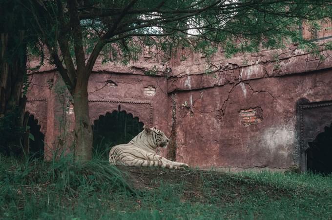 White Tiger at Bali Safari and Marine Park