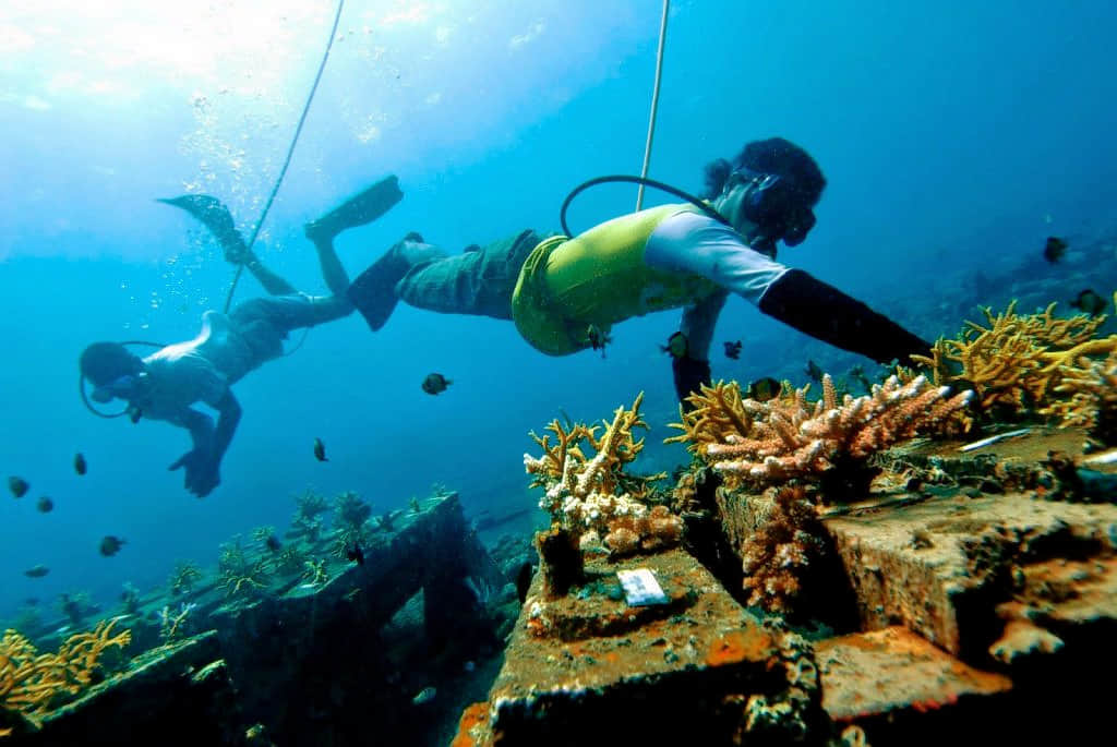 Serengan Island Coral Farm, <em>Bali</em>