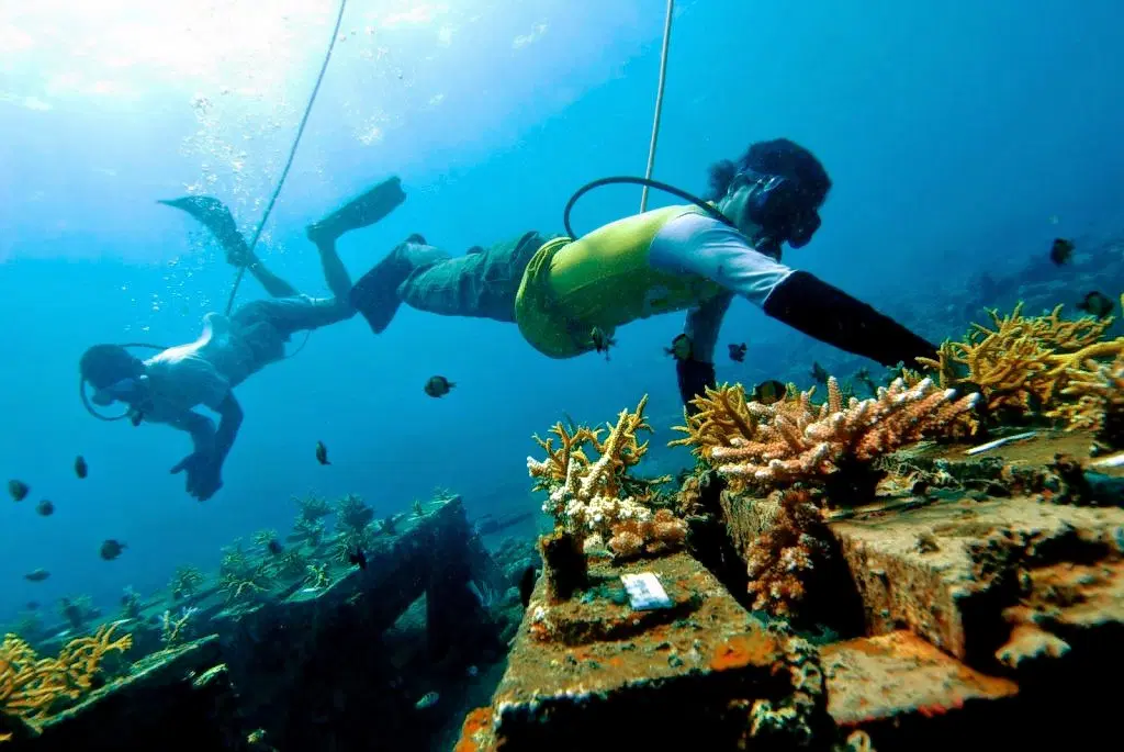 Serengan Island Coral Farm