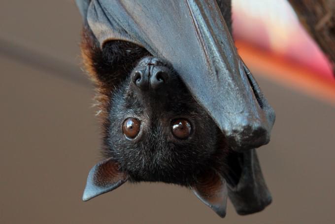 Malayan Flying Fox in Singapore Zoo