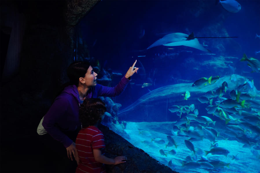 Watch a variety of sharks at the Tropical Ocean Display