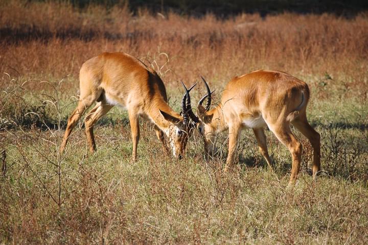 South Luangwa National Park, Zambia.jpg